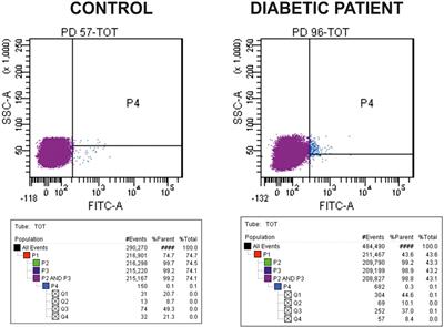 Circulating Endothelial Progenitor Cells in Type 1 Diabetic Patients: Relation with Patients’ Age and Disease Duration